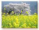 相模湖そばの桜と菜の花
