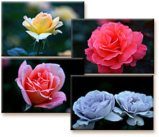 神代植物公園の薔薇スナップ