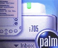 palm.jpg